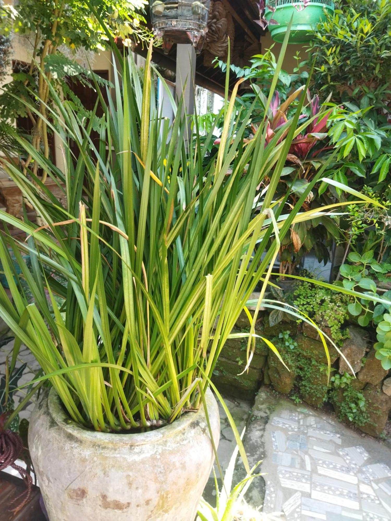 Wahwik'S House Hotell Ubud Eksteriør bilde